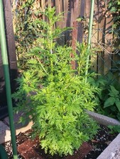 Einjähriger Beifuß (Artemisia Annua) 150-200 Samen