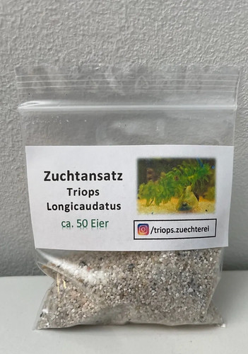 Longicaudatus triops 50 - longicaudatus,