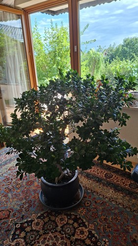 Ficus gummibaum bonsai - ficus,