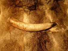 Rufhorn, natur ca. 1500 - 1690