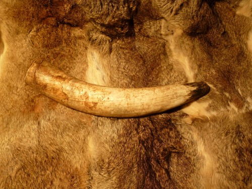 Rufhorn natur 1500 - ca.,