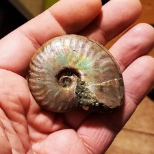 Orig. Perlmuttschale