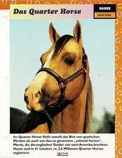 Das Quarter Horse (Leichte Pferde) - Infokarte