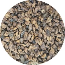 Seidenraupen Fischfutter