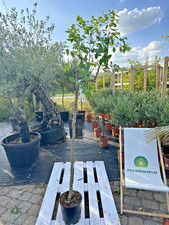 Ziziphus jujuba 140–180cm Jujube Chinesische Dattel Azufaijo Dattelpflaume Pflan