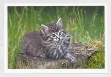 1 AK Katze "Katzenwäsche"