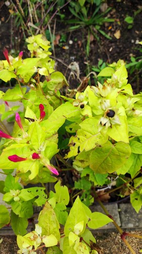 Samen wunderblume pink für - 18,