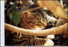 Tiermotiv Katzen Süße Katze