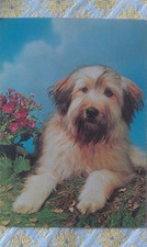 Hund AK, ungelaufen, Bobtail (?), Briard (?), Printed in Germany