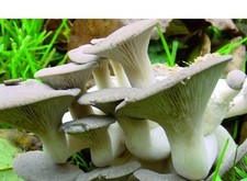 Garten oder Keller: PILZZUCHT Austernpilze Austernseitlinge - bis 12kg Ernte!! 