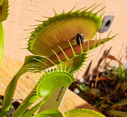 Dionaea muscipula giant - muscipula, gj