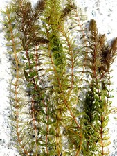 10 x Hornblatt Ceratophyllum Demersum Wasser Schwimmpflanze Teich Hornkraut