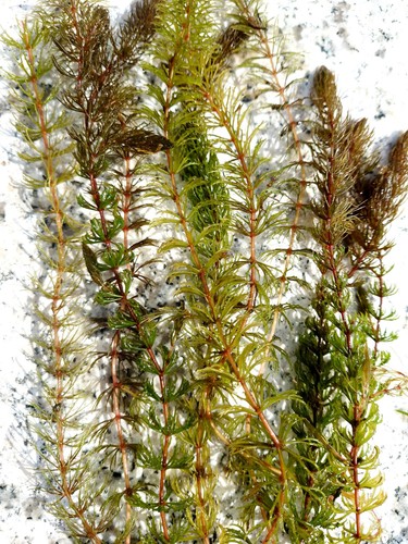 Hornblatt ceratophyllum - hornblatt,