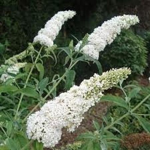 Schmetterlingsflieder - ,