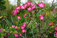 SAMEN exotische Blüten