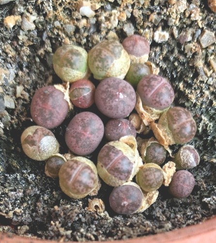 Lithops coleorum c396 - lithops,
