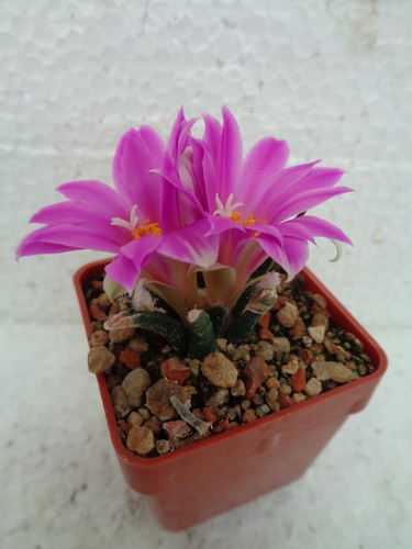 Ariocarpus agavoides kaktus - ariocarpus, we