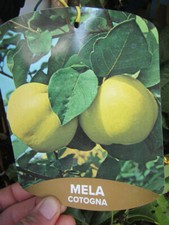 Cydonia 'Champion'  Apfelquitte Quitte winterharte Pflanze 150-170cm Quittenbaum