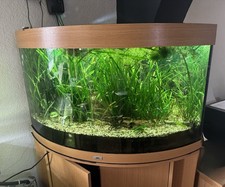 Eck-Aquarium Juwel Trigon 190 mit Schrank 190 Liter