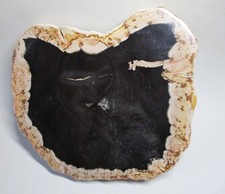 fossiles versteinertes Holz -