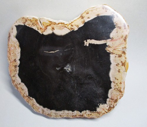 Fossiles versteinertes holz - fossiles,