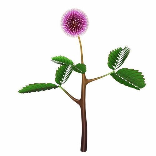 Samen tropische blüten - tropische,