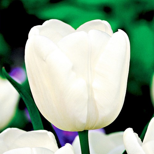 Tulpen blumenzwiebeln zwiebeln - tulpen,
