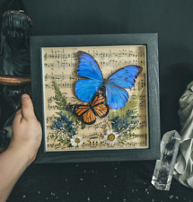 Danaus Plexippus Morpho Schmetterling Schaukasten Entomologie Präparat Insekten