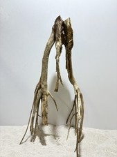 Talawa Wurzel XXL ähnlich