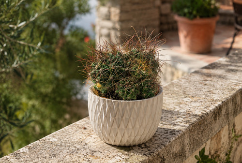 Ferocactus