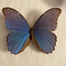 Entomologie*Morpho didius