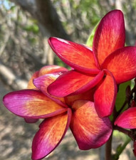 Frangipani Plumeria Rubra -