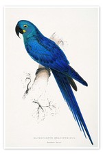 Poster Hyazinth-Ara - Edward