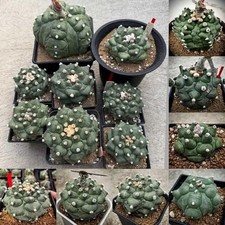 Astrophytum asterias Kikko Mix