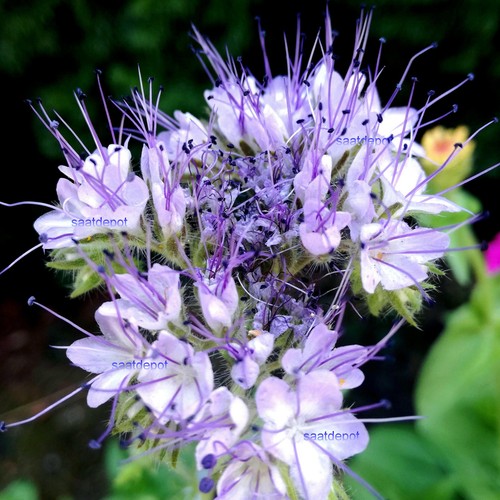 Phacelia bienenfreund für - phacelia,