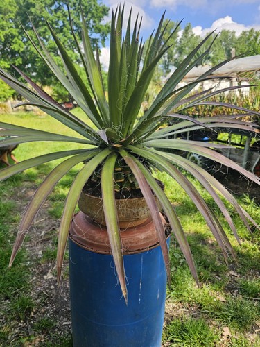 Yucca filifera 100cm - filifera, /