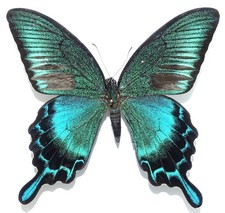 PAPILIO DEHAANII HACHIJONIS MALE FROM HACHIJO ISL., JAPAN