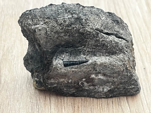 Kleiner zahn von - kleiner,