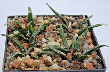 Kakteen – Kaktus – 4 tolle