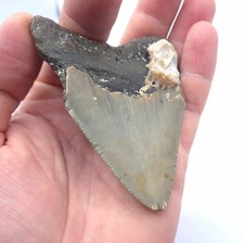 8,9 cm Kantenlänge. Megalodon