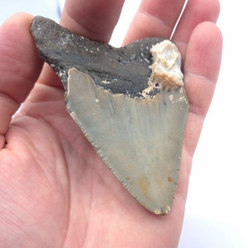 Kantenlänge megalodon - kantenlänge.,