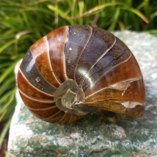 10cm sehr großer nautilus - sehr,
