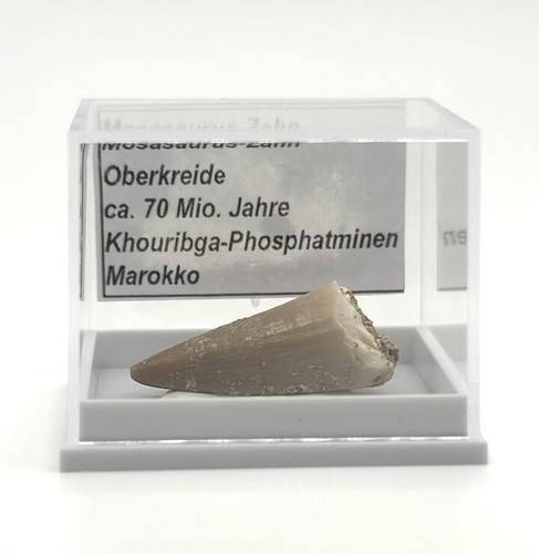 Schöner mosasaurus zahn - mosasaurus,