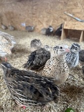 24x Bruteier, Wachtelbruteier