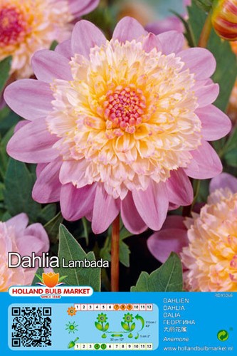 Dahlien zwiebeln lambada - dahlien‑zwiebeln,