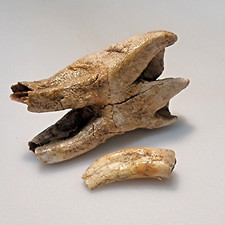 FOSSILIEN / UNTERKIEFER MOLAR VOM WOLLHORNNASHORN MIT ZAHN