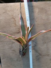 Neoregelia Iphigenie