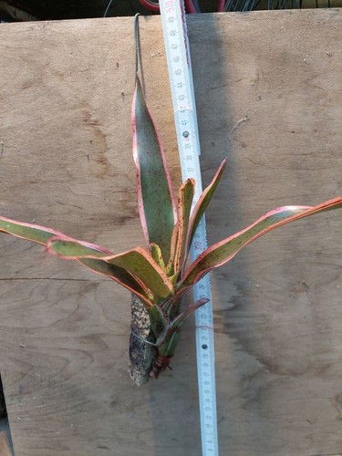 Neoregelia iphigenie - neoregelia,