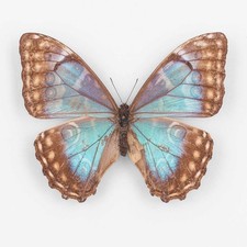 Morpho aurora transposita - aurora, ♀