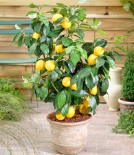 Zitronen-Bäumchen, 1 Pflanze